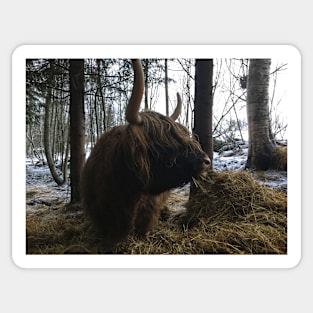 Scottish Highland Cattle Cow 2191 Sticker